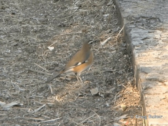 Bearded Scrub-Robin - ML201818671