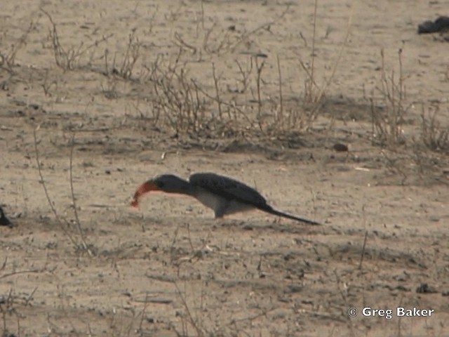 Bradfield's Hornbill - ML201818711