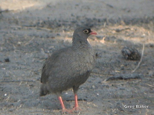 Red-billed Spurfowl - ML201818721