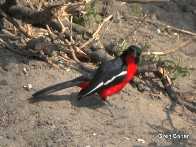 Crimson-breasted Gonolek - ML201818751