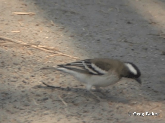 Tejedor Gorrión Cejiblanco (pectoralis) - ML201818771