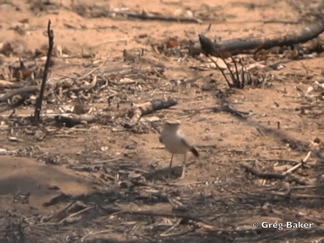 Fawn-colored Lark (Fawn-colored) - ML201818781