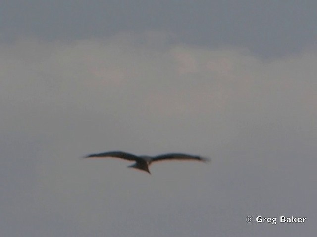 Black Kite (Yellow-billed) - ML201818801