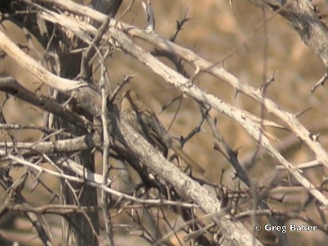 Tinkling Cisticola - ML201818851