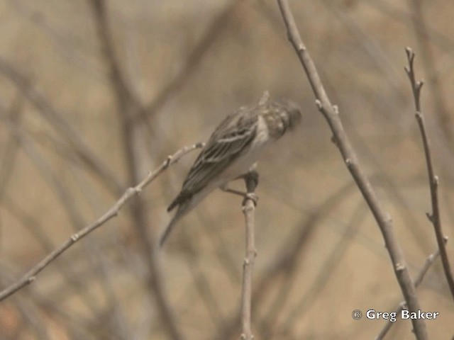 Serin à gorge noire - ML201818891