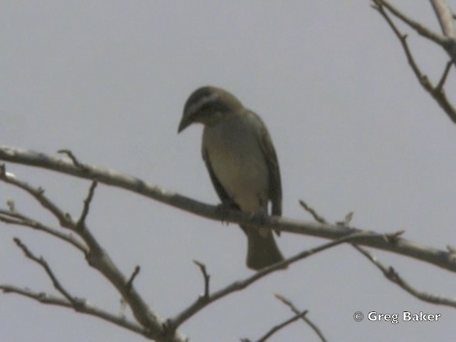 Moineau bridé - ML201818901