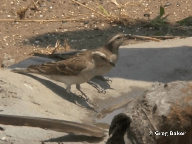 Moineau bridé - ML201818911