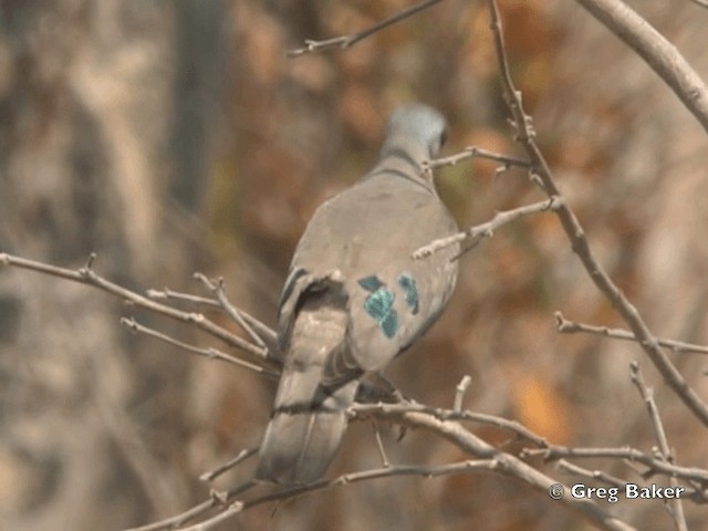 Emerald-spotted Wood-Dove - ML201818931