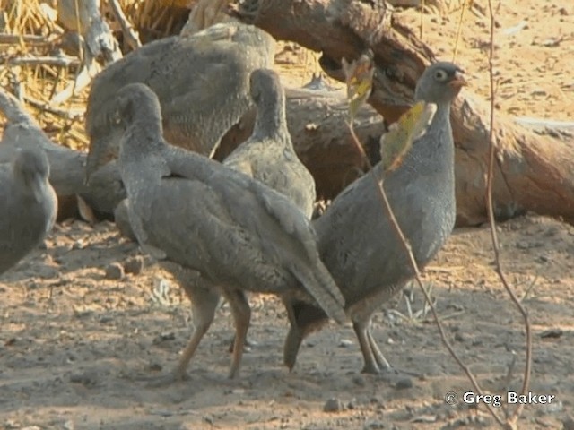 Red-billed Spurfowl - ML201818961