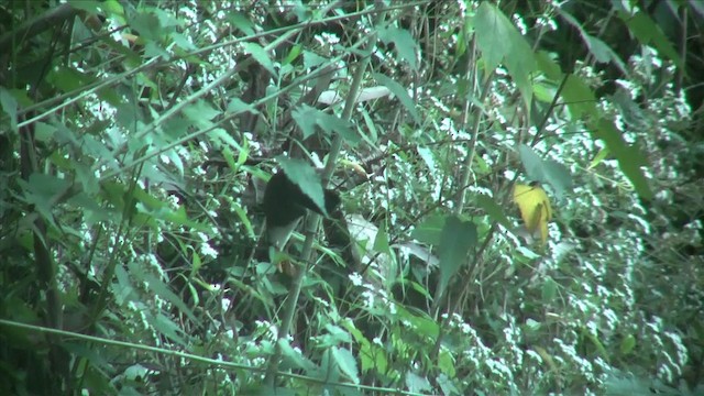 Sri Lanka Scimitar-Babbler - ML201818971