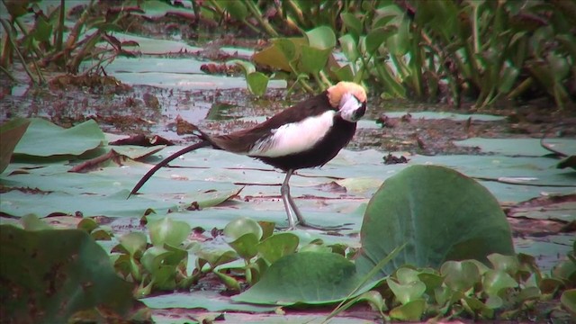 Pheasant-tailed Jacana - ML201818981