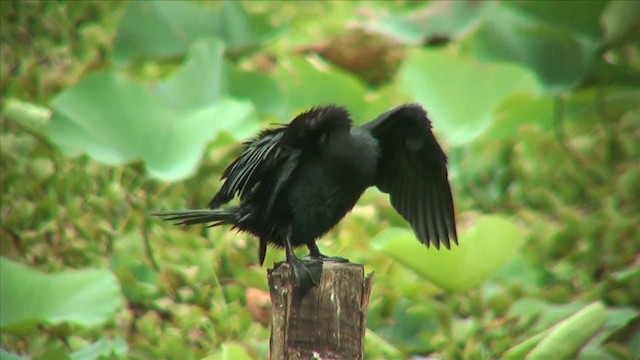 Little Cormorant - ML201819011