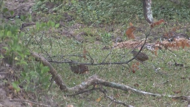 Barred Buttonquail - ML201819041