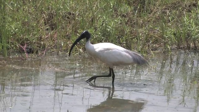 Ibis à tête noire - ML201819101