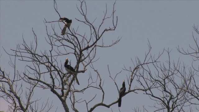 Malabar Pied-Hornbill - ML201819121