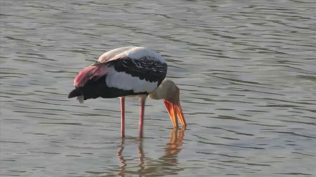 Painted Stork - ML201819181