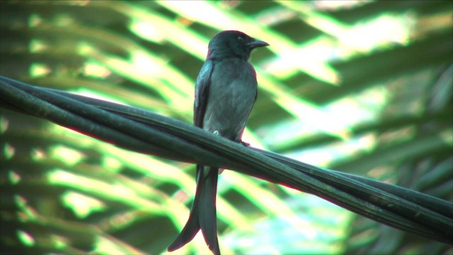 White-bellied Drongo (White-vented) - ML201819221
