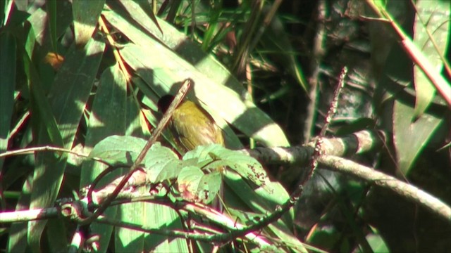 Black-capped Bulbul - ML201819231