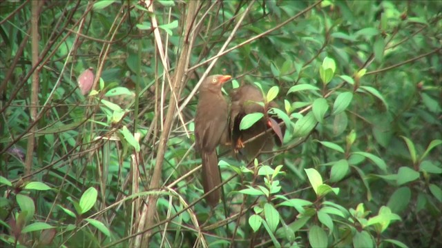 Orange-billed Babbler - ML201819251