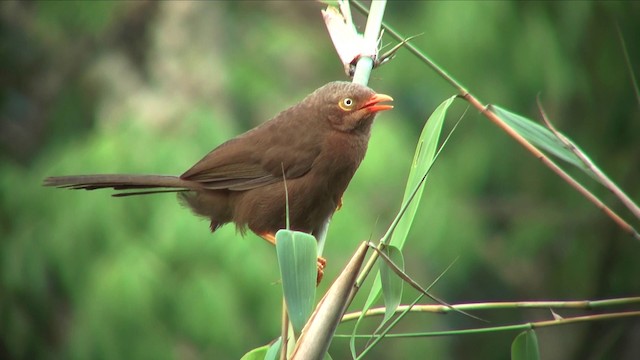 Orange-billed Babbler - ML201819261