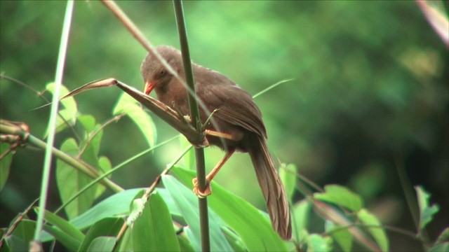 Orange-billed Babbler - ML201819271