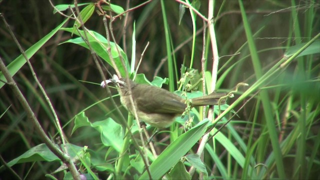 Bulbul Cejiblanco - ML201819291