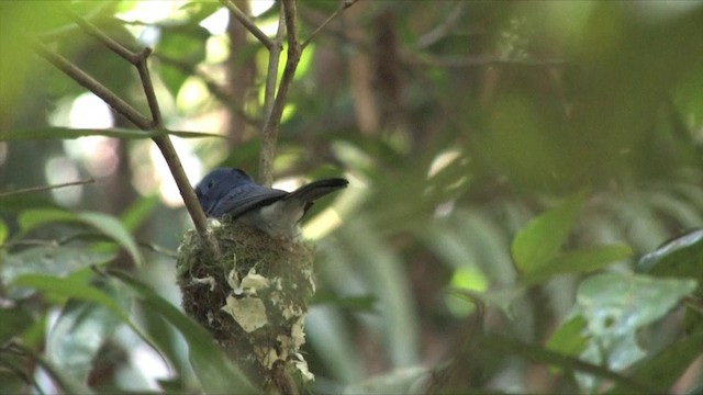 Black-naped Monarch - ML201819341