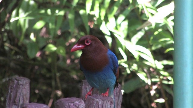 Sri Lanka Blue-Magpie - ML201819351