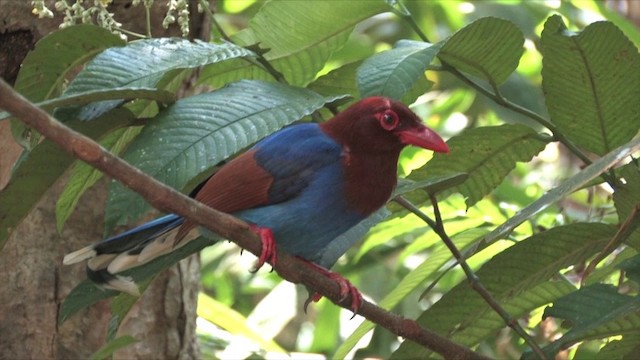 Sri Lanka Blue-Magpie - ML201819361