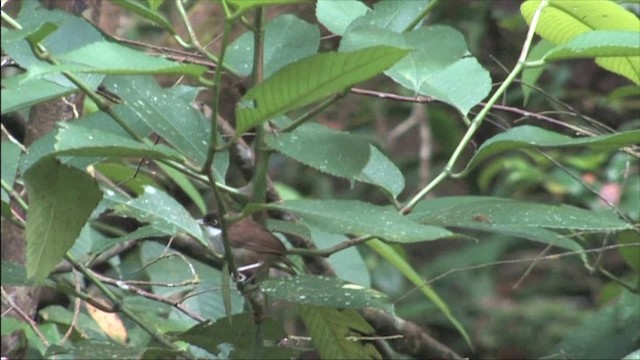 Dark-fronted Babbler (nigrifrons) - ML201819371