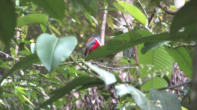 Trogon de Malabar - ML201819391