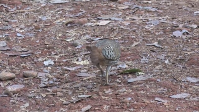 Sri Lanka Junglefowl - ML201819401