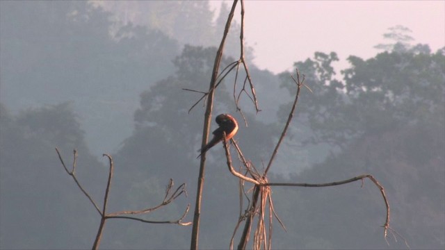 Golondrina de Sri Lanka - ML201819421