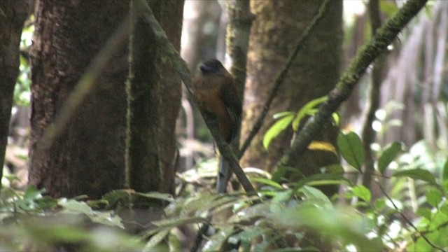 trogon indický - ML201819451