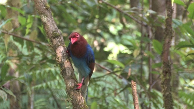 Sri Lanka Blue-Magpie - ML201819511