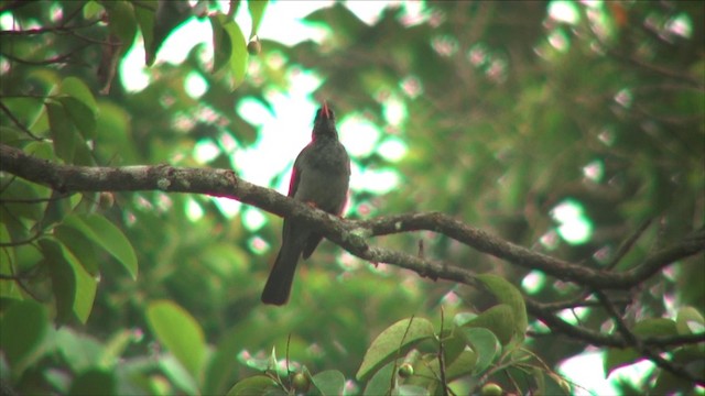 Square-tailed Bulbul (Sri Lanka) - ML201819531