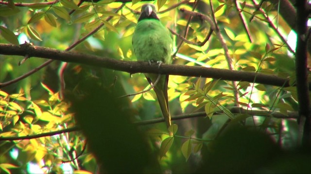 Папужець зеленошиїй - ML201819601