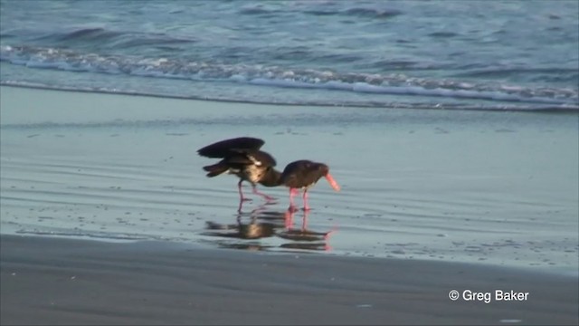 Variable Oystercatcher - ML201819661