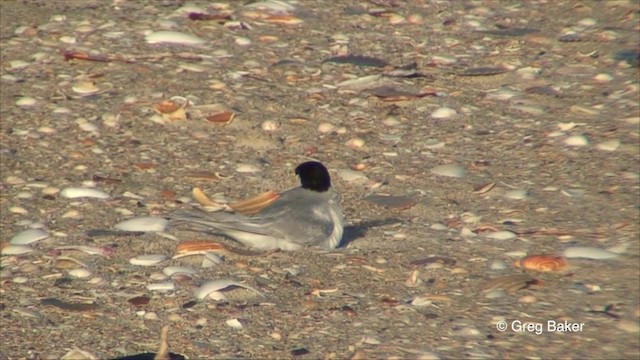 Australian Fairy Tern - ML201819671