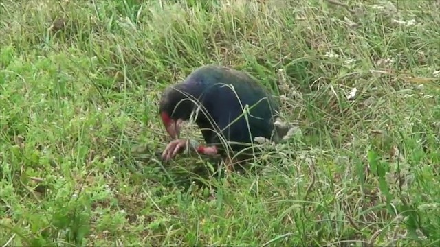 South Island Takahe - ML201819701