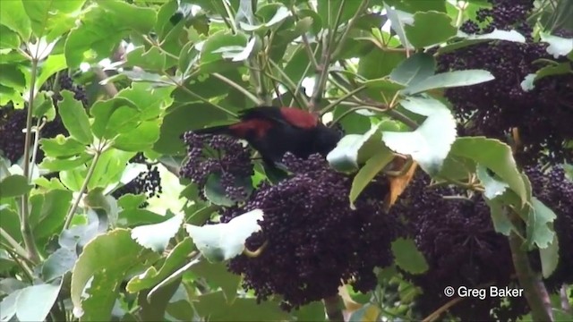 North Island Saddleback - ML201819721