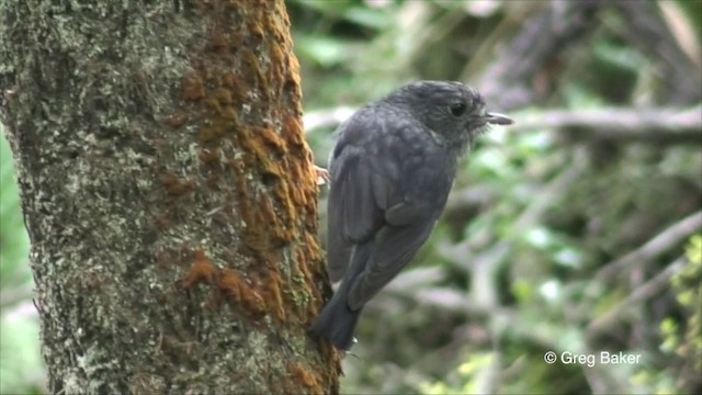 North Island Robin - ML201819731