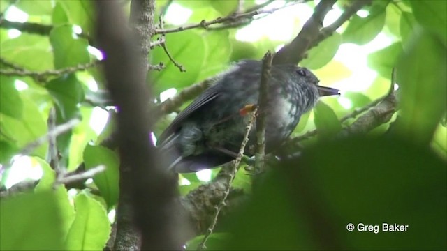 North Island Robin - ML201819741