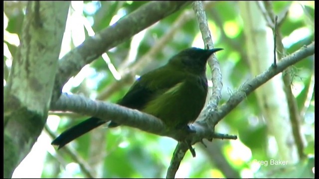 New Zealand Bellbird - ML201819751