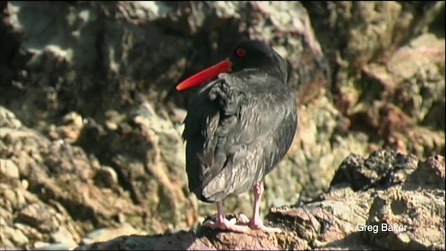 Variable Oystercatcher - ML201819771