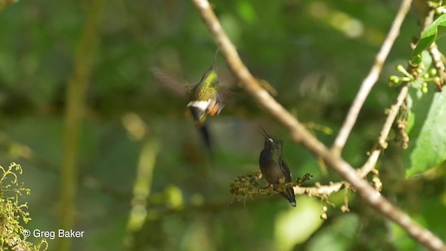 kolibřík ostrochocholatý - ML201819791