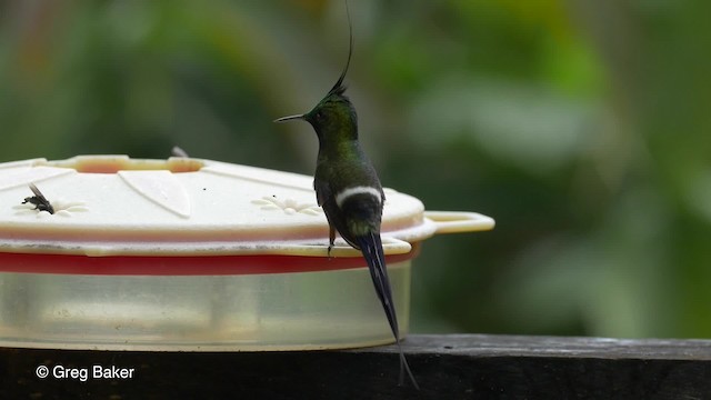 kolibřík ostrochocholatý - ML201819801