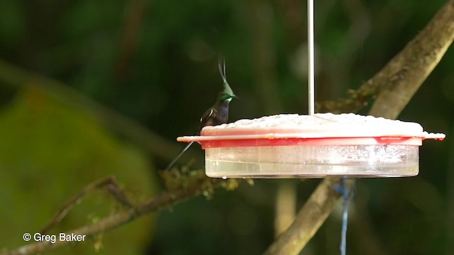 kolibřík ostrochocholatý - ML201819811