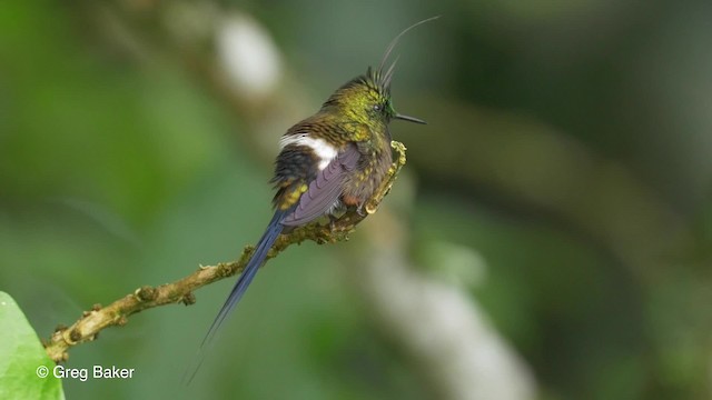 kolibřík ostrochocholatý - ML201819821