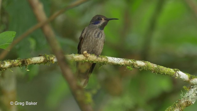 Brown Violetear - ML201819911